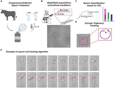Exploring altered bovine sperm trajectories by sperm tracking in unconfined conditions